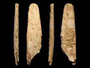 A bone tool known as a lissoir, possibly used to prepare animal skins. Image courtesy of the Abri Peyrony and Pech de l